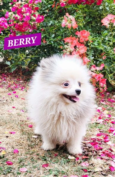 BERRY 14/07