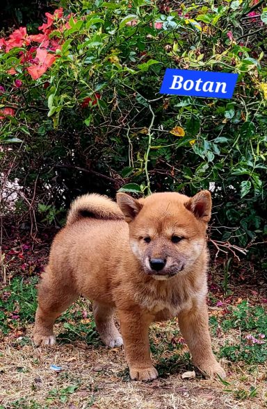 BOTAN 1MOIS ET DEMI