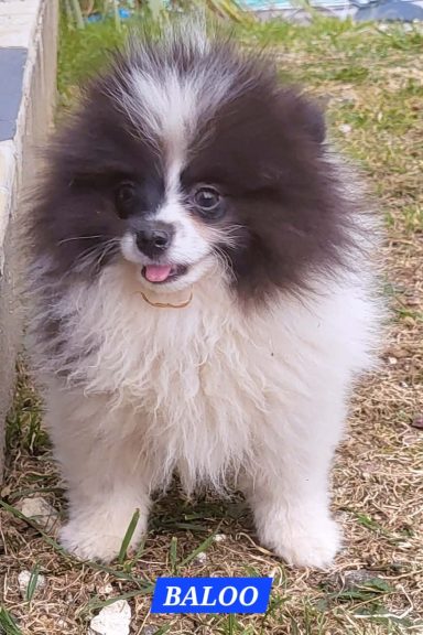 BALOO 14/07