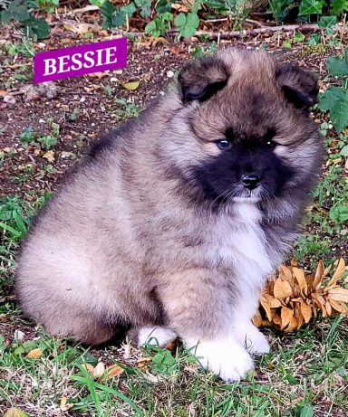 BESSIE 1MOIS ET DEMI