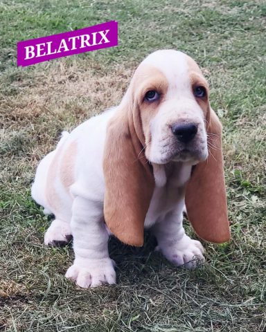 BELATRIX 7SEMAINES