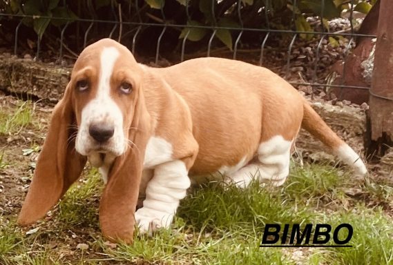 BIMBO 01/09