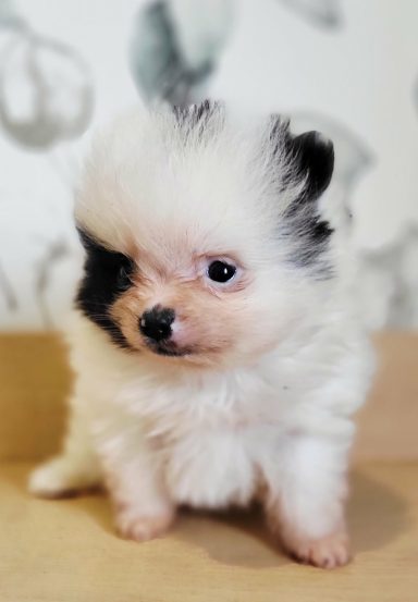 BASKET 1MOIS ET DEMI