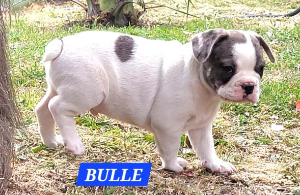 BULLE 1MOIS ET DEMI