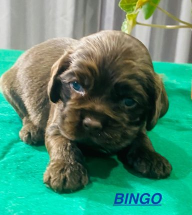 BINGO 3SEMAINES