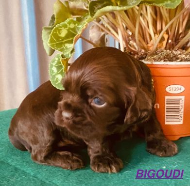 BIGOUDI 3 SEMAINES