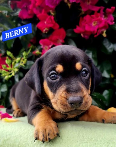 BERNY 4SEMAINES