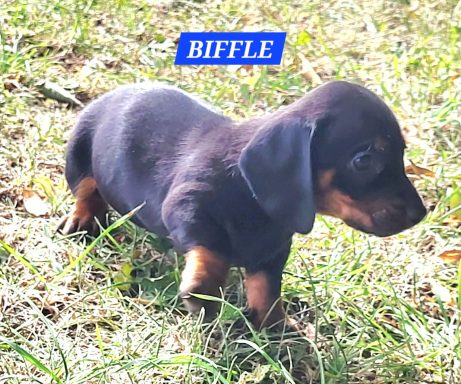BIFLE 5SEMAINES