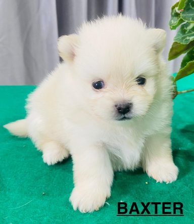 BAXTER 1MOIS