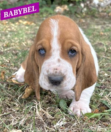 BABYBEL 1MOIS