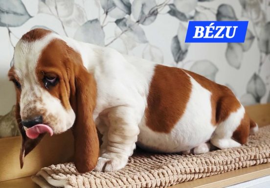 BEZU 2MOIS ET DEMI