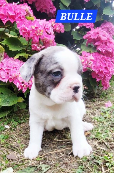 BULLE 1MOIS