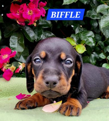 BIFFLE 4SEMAINES