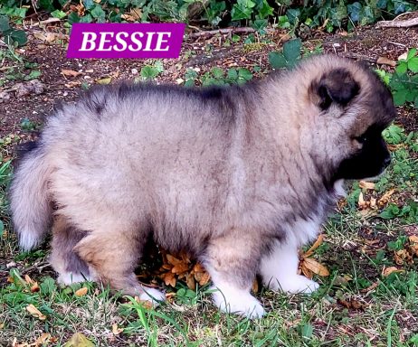 BESSIE 1MOIS ET DEMI