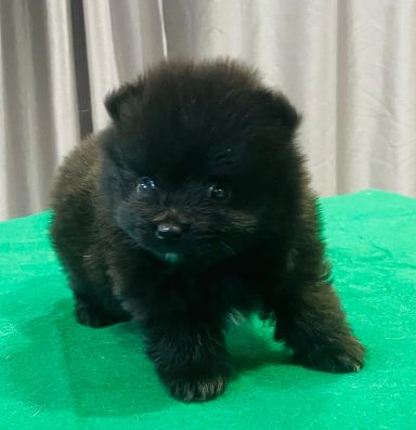 BUDDY 1MOIS