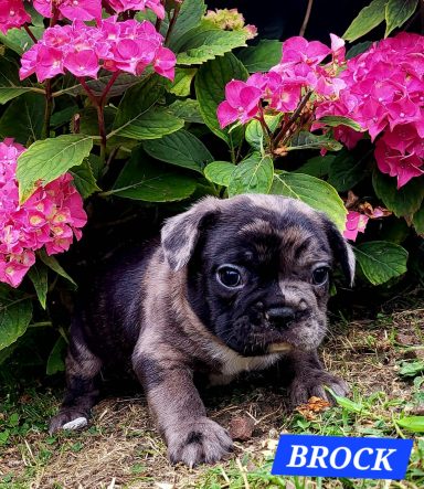 BROCK 1MOIS