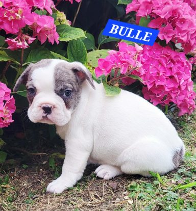 BULLE 1MOIS