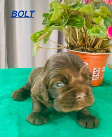 BOLT 3SEMAINES