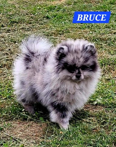 BRUCE 01/07