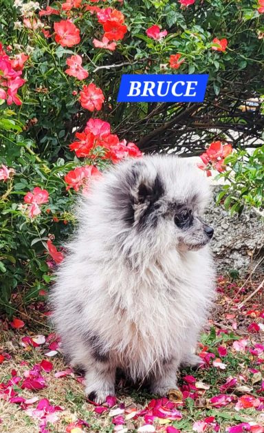 BRUCE 14/07