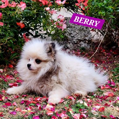 BERRY 14/07