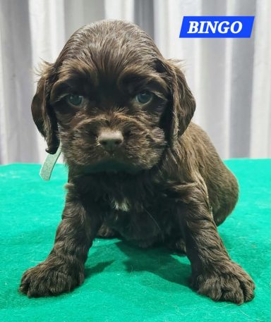 BINGO 1MOIS