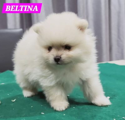 BELTINA 1MOIS ET 10JOURS