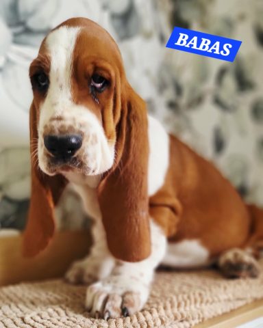 BABAS 2MOIS ET DEMI