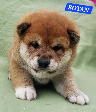 BOTAN 1MOIS