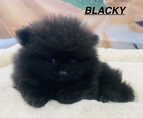 BLACKY 01/09