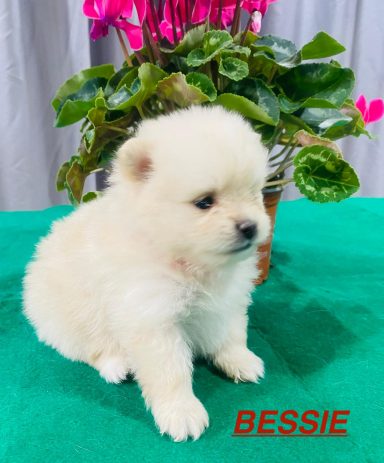 BESSIE 1MOIS