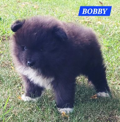 BOBBY 1 MOIS ET DEMI