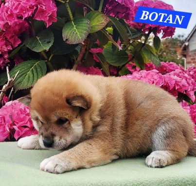 BOTAN 1MOIS