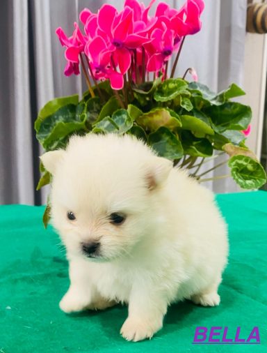 BELLA 1MOIS