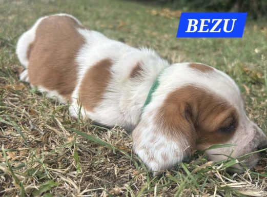 BEZU 1MOIS