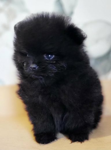 BLACKY 1MOIS ET DEMI
