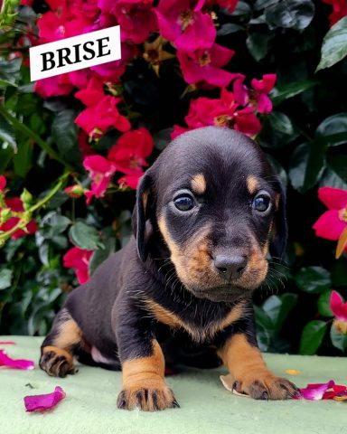 BRISE 4SEMAINES