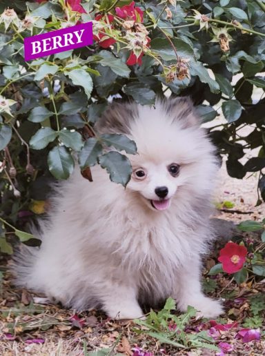 BERRY 14/07