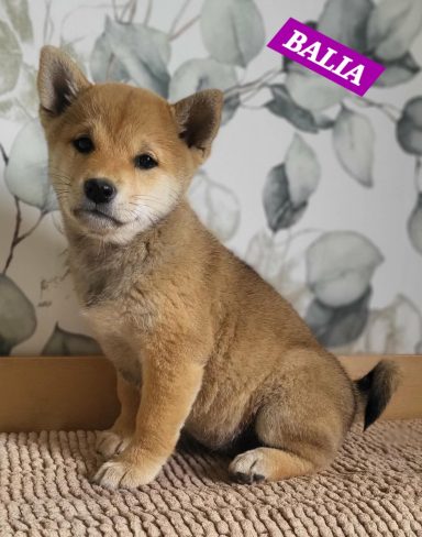 BALIA 2MOIS ET DEMI