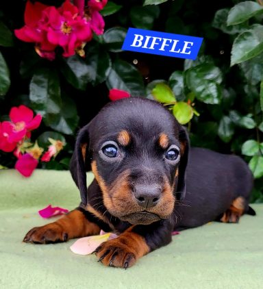 BIFFLE 4SEMAINES