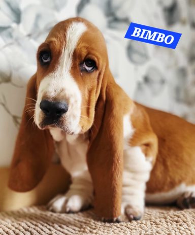 BIMBO 2MOIS ET DEMI
