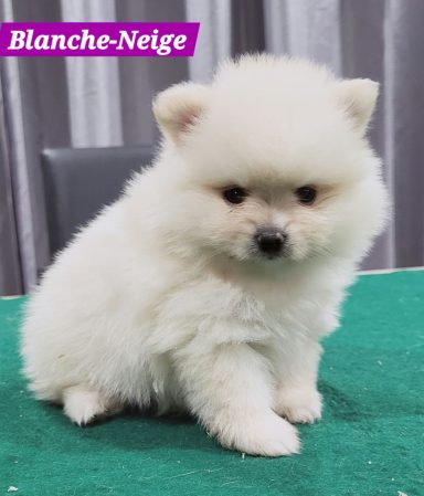 BLANCHE NEIGE 1MOIS ET 10JOURS