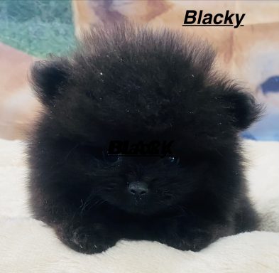 BLACKY 01/09