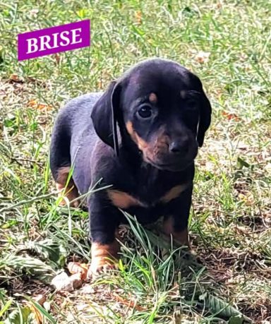 BRISE 5SEMAINES