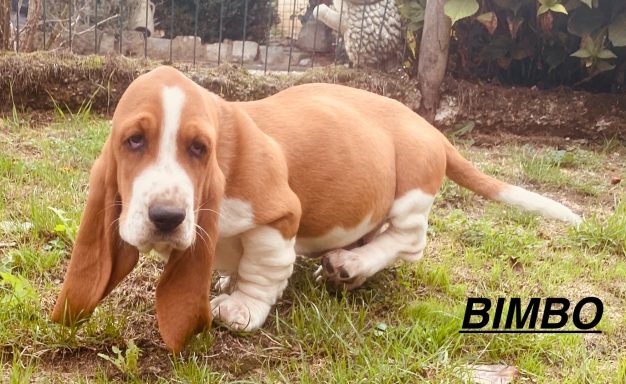 BIMBO 01/09