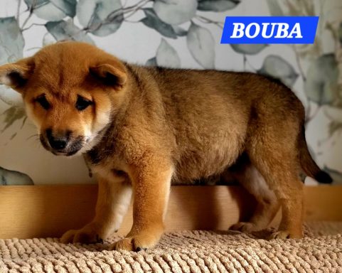 BOUBA 2MOIS ET DEMI