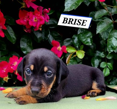 BRISE 4SEMAINES