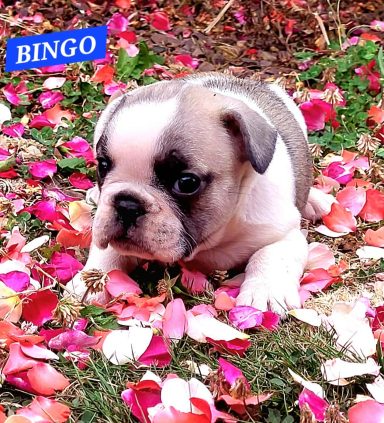 BINGO 1MOIS