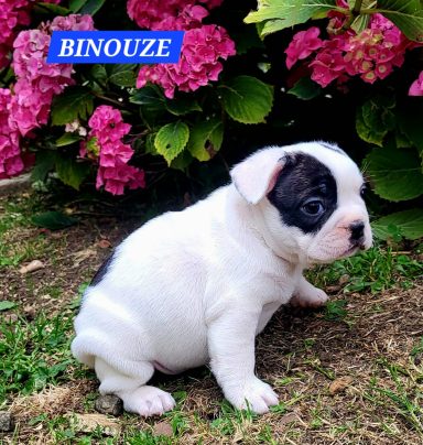 BINOUZE 1MOIS