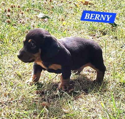 BERNY 5SEMAINES